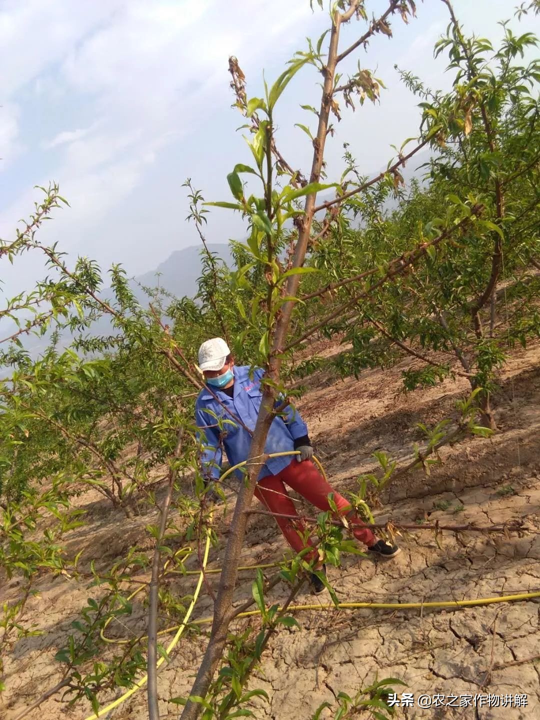 防治根腐病绝密配方,果树根腐