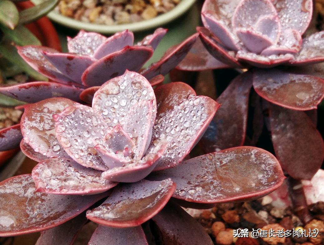 这8种多肉开花的样子简直美爆了,这8种多肉个头小巧却极好扦插