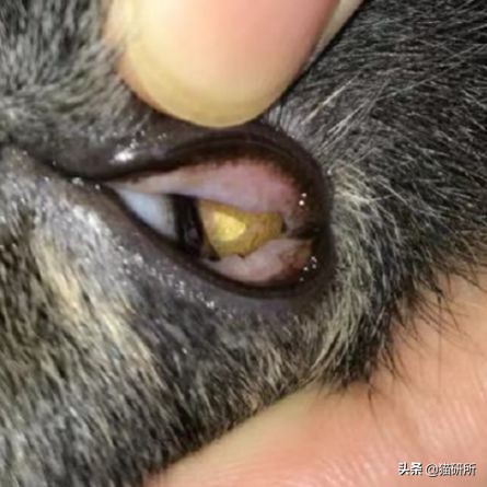 猫咪全项检查都有什么,猫咪的17项基础检查