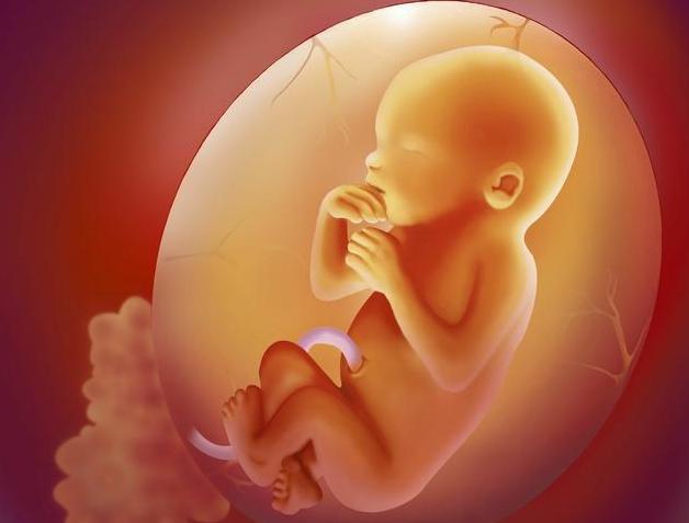 胎宝宝睡眠时间一般是多久,胎宝宝睡眠时间和孕妈一样吗