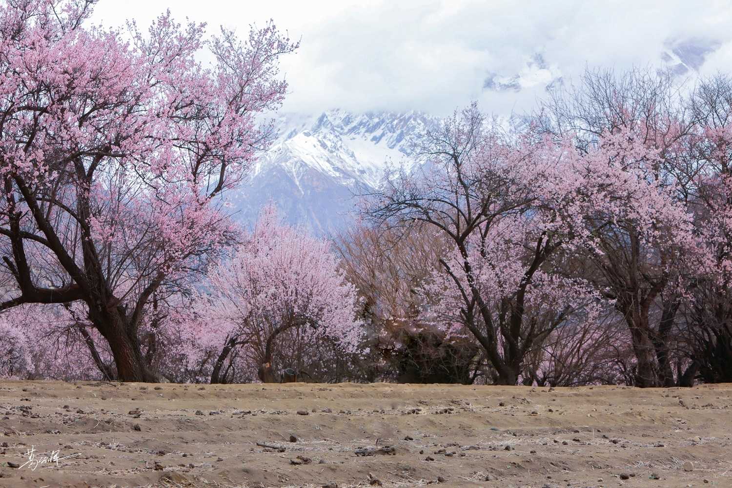陌上花开岁月如故,陌上花开岁月无恙