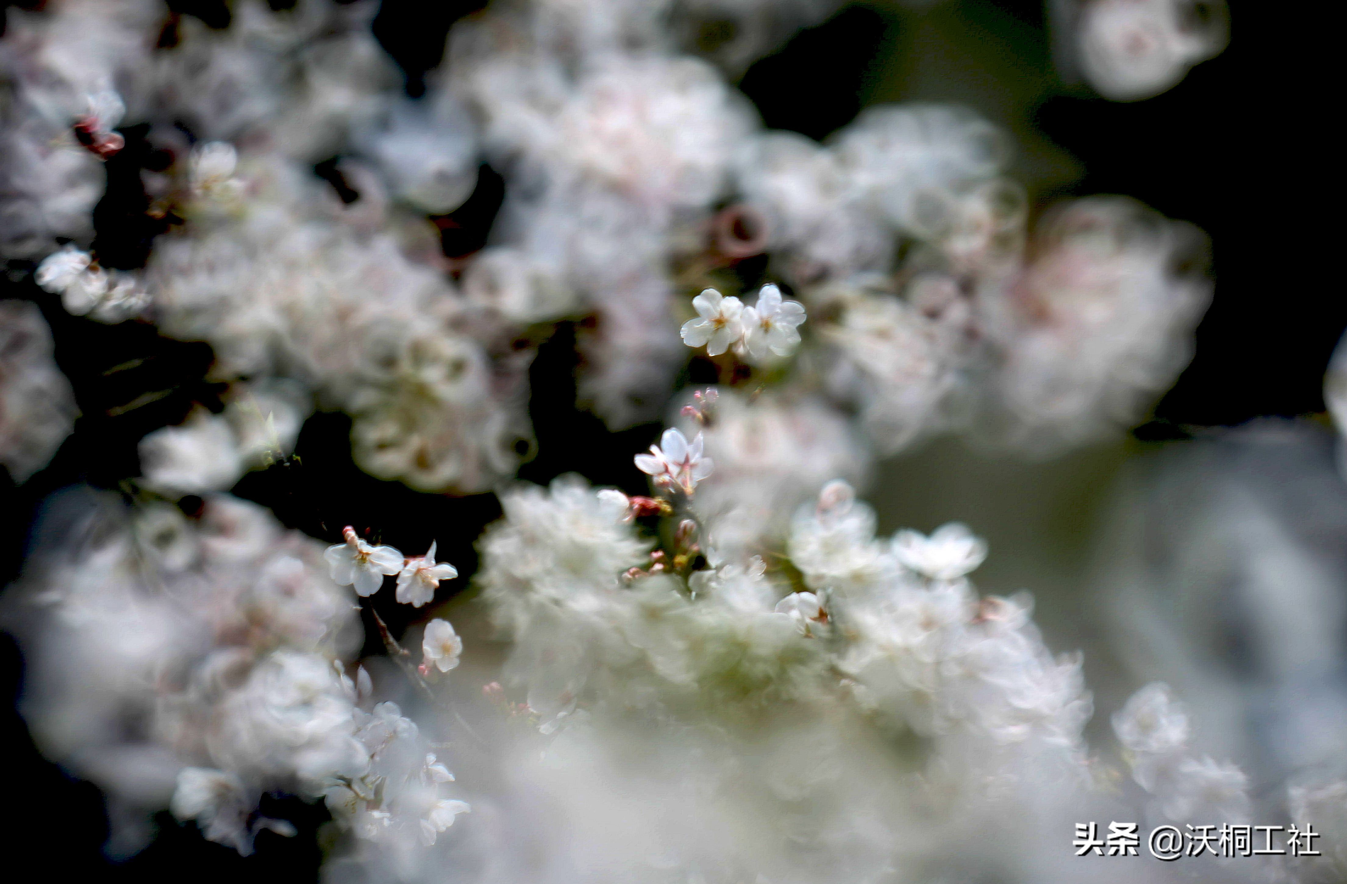 二十四节气花与诗感悟,二十四节气里的梅花诗句