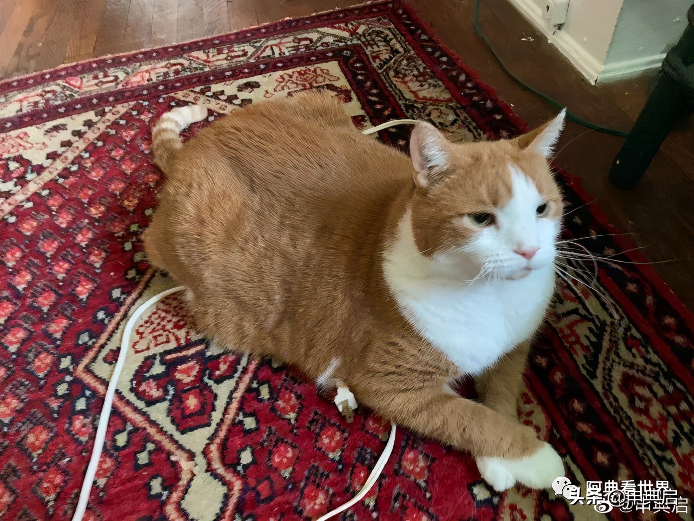 美国特拉华州免税,美国特拉华免税店