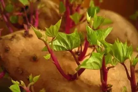 蔬菜发芽还能吃吗,蔬菜发芽了还能买吗