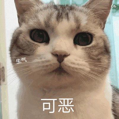 猫咪的各种表现表达的意思,猫咪的各种动作代表什么