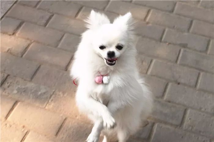 狗狗直立行走影响狗狗健康,狗狗长时间站立行走会不会受伤