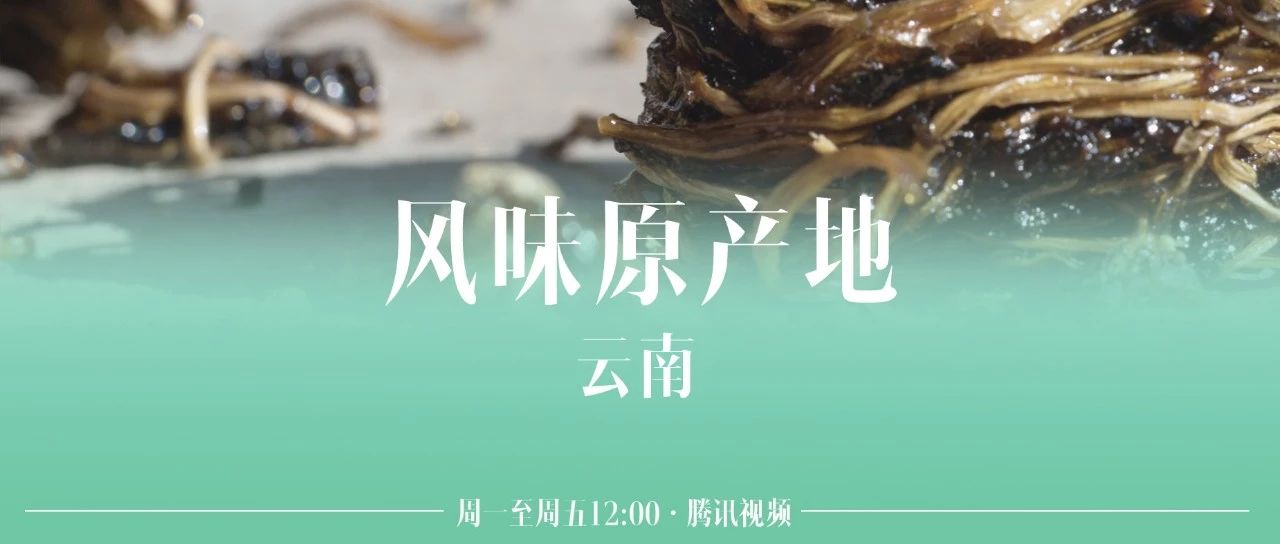 苦菜和萝卜缨,云南苦菜食材推荐