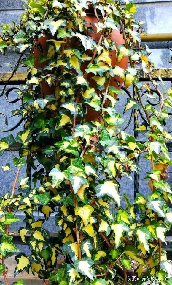 爬墙花卉哪些最好养一年四季,爬墙最好养的十种花