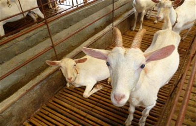 养羊怎么保证种羊生产率,养羊如何提高羊体重