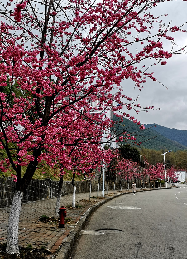 大理古城一天旅游攻略,大理古城90分钟游玩攻略