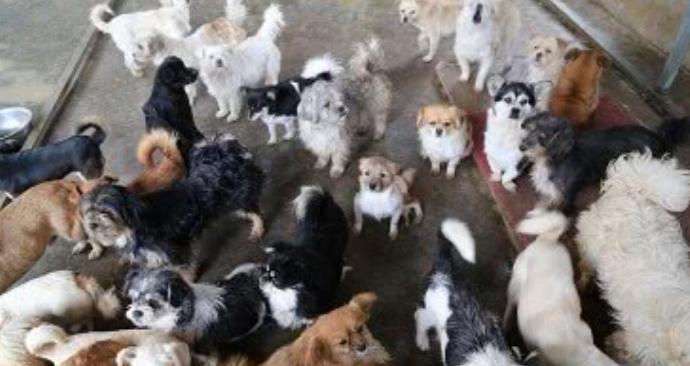 狗贩子给狗灌水,狗狗气管插管全过程