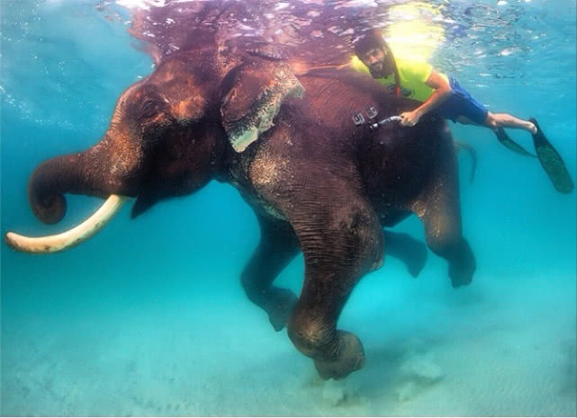 迪拜王子亲吻梅花鹿,迪拜王子接亲后续现场