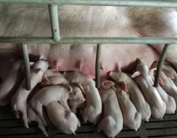 母猪奶水不好能让别的母猪代养吗,母猪奶水少如何快速有效解决