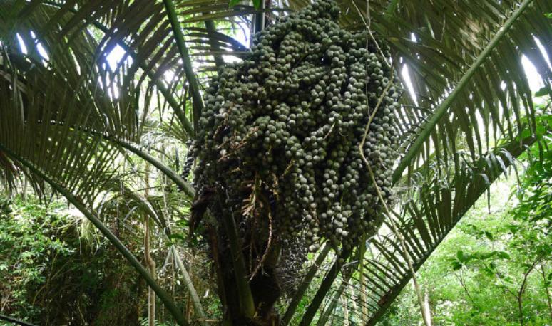 在广州适合夏天喝的凉茶,广东人的夏天解暑不止是凉茶