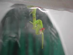 草丛杀手攻略,草丛杀手完整版视频