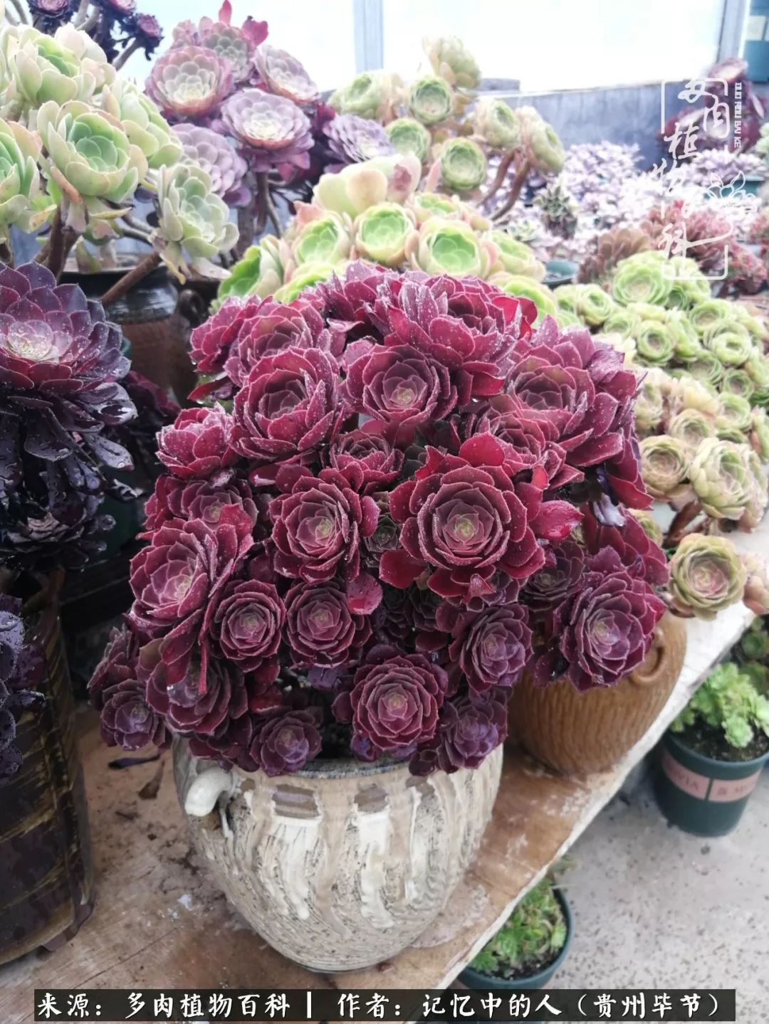 我心中的玫瑰原唱,我心中的玫瑰全部歌曲