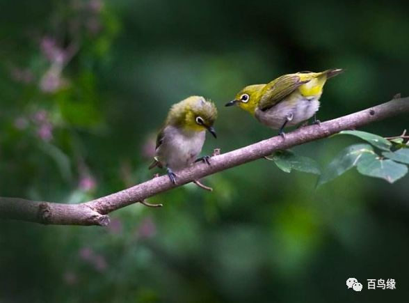 绣眼第一次换毛时间,绣眼从什么时候开始养