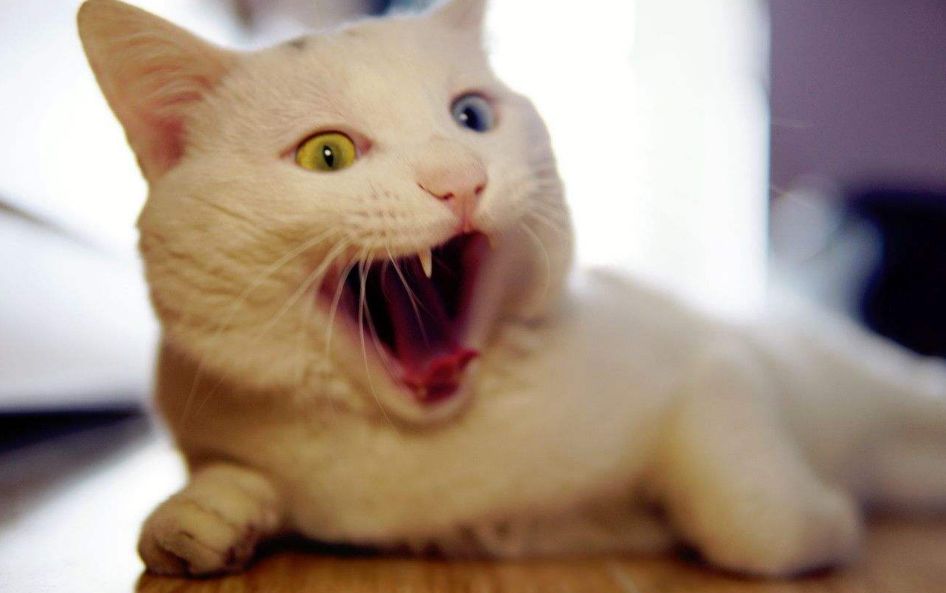 主人给猫绝育手术须知,绝育以后主人如何对它好