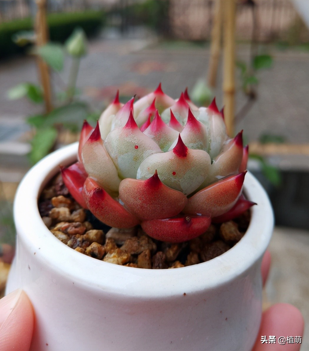 吉娃娃最佳控养方法,有人觉得吉娃娃好吗