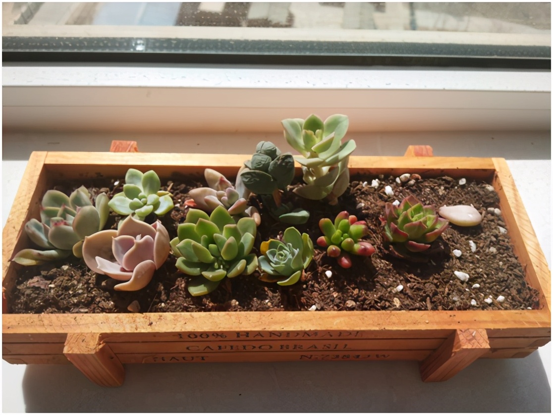 多肉虐我千百遍，我待多肉如初恋