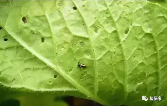 黄曲条跳甲叶菜害虫,叶菜跳甲虫用啥农药防治