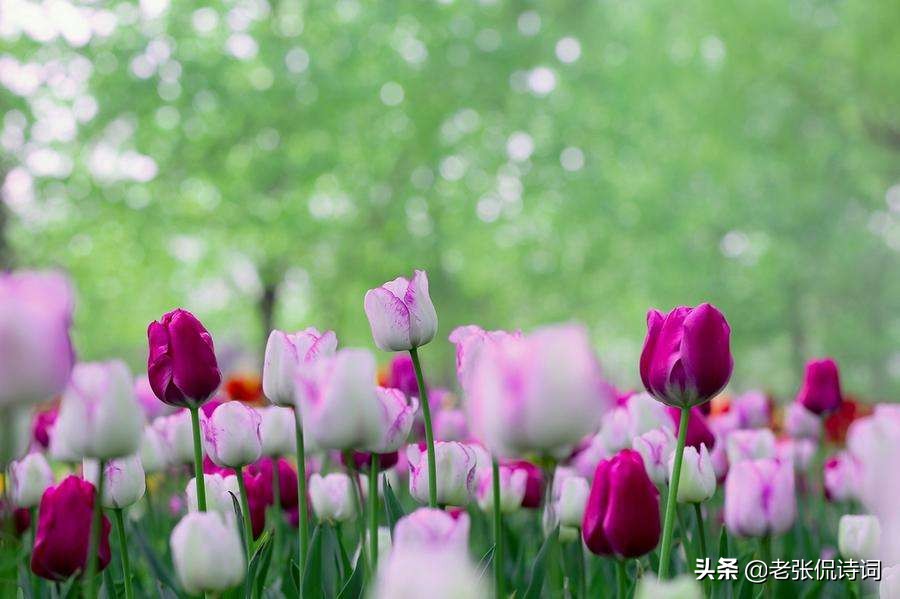 唐末不知名诗人,写一首小诗,用春风狠狠地讽刺了那些“势利眼”