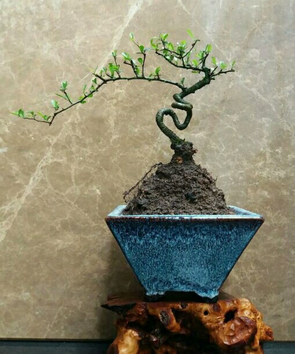 火棘换盆后出现果子萎缩怎么回事,盆景烧根叶子蔫了怎么补救