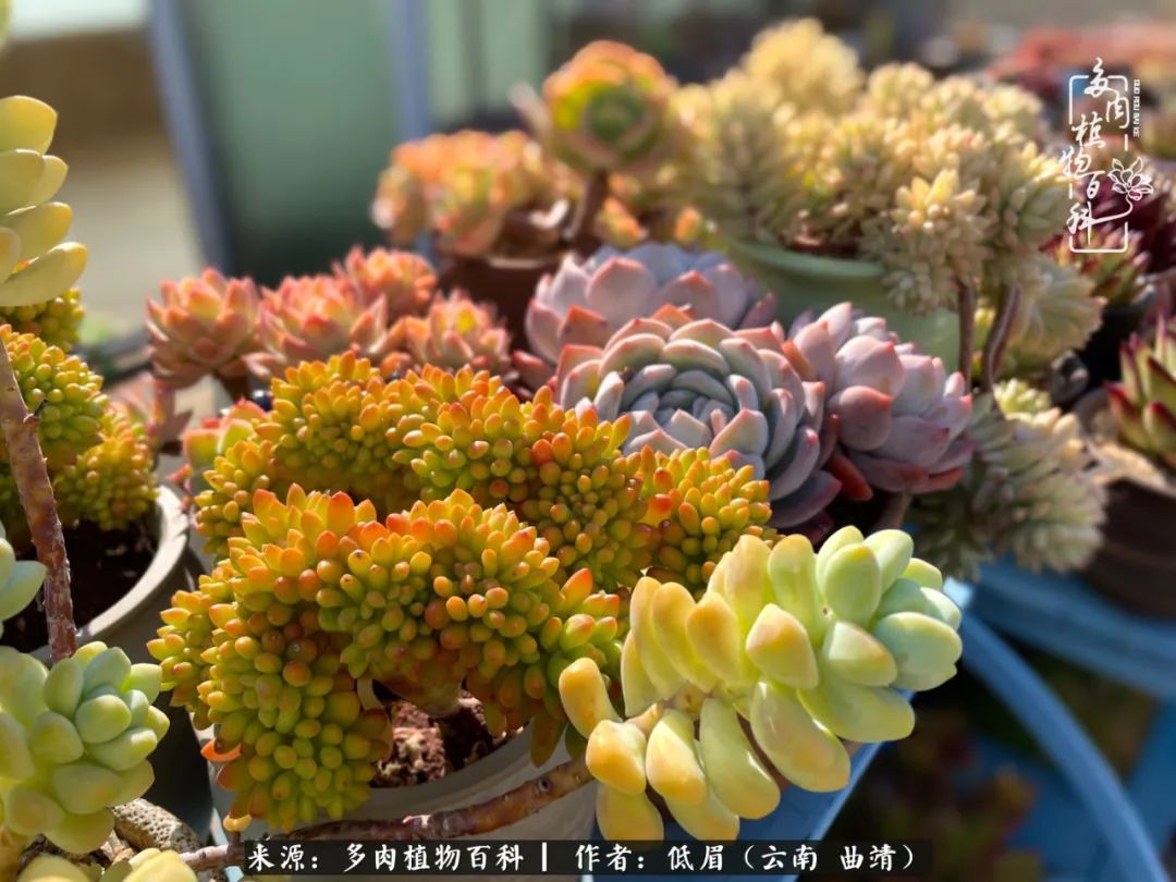 多肉植物百科如何投稿,感谢多肉植物百科的陪伴