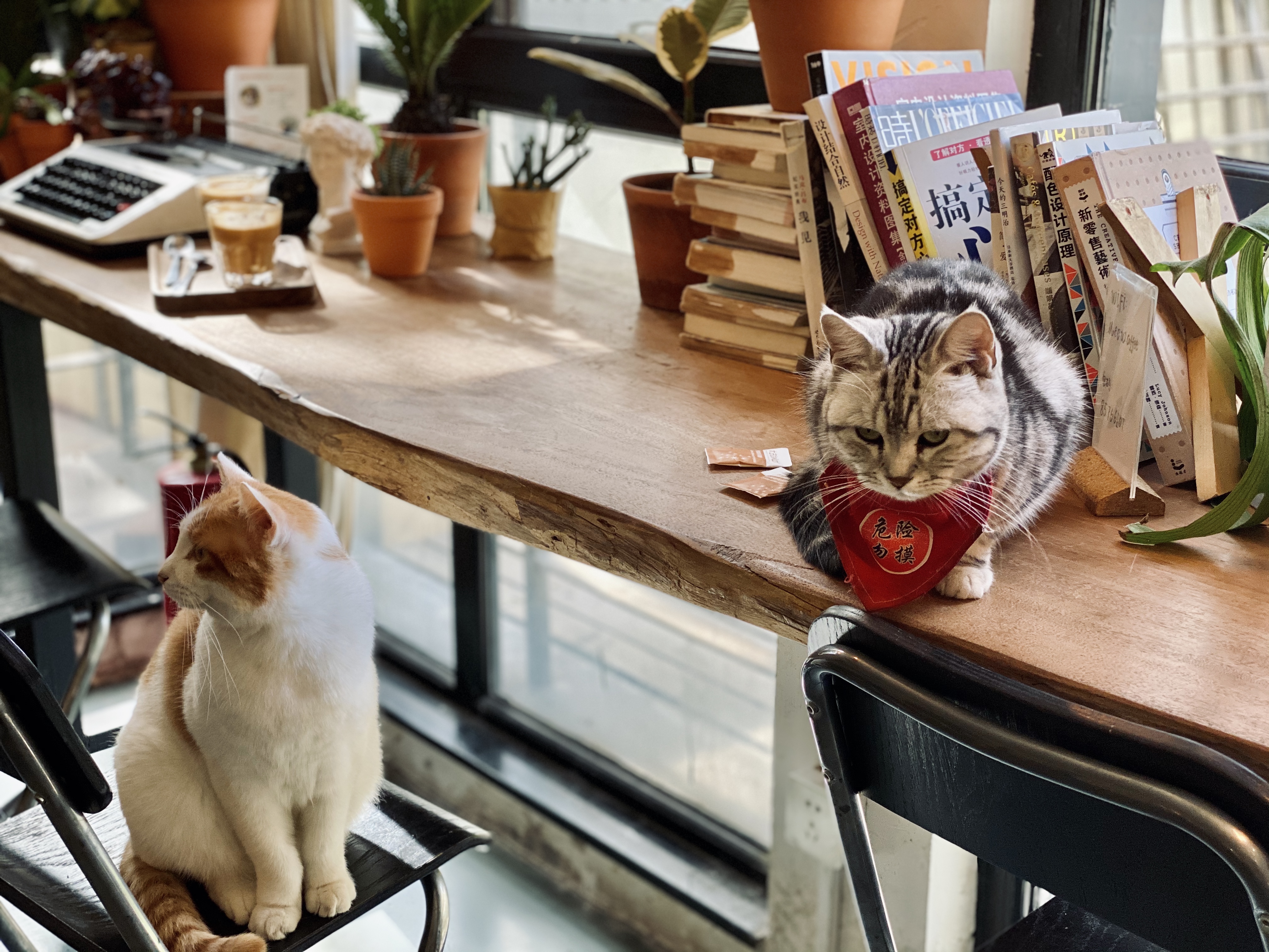 撸动物的网红店顺德,撸小动物的网红店北京世纪金源