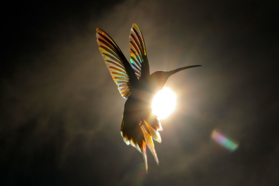 阳光之下的蜂鸟，彩虹棱镜效果