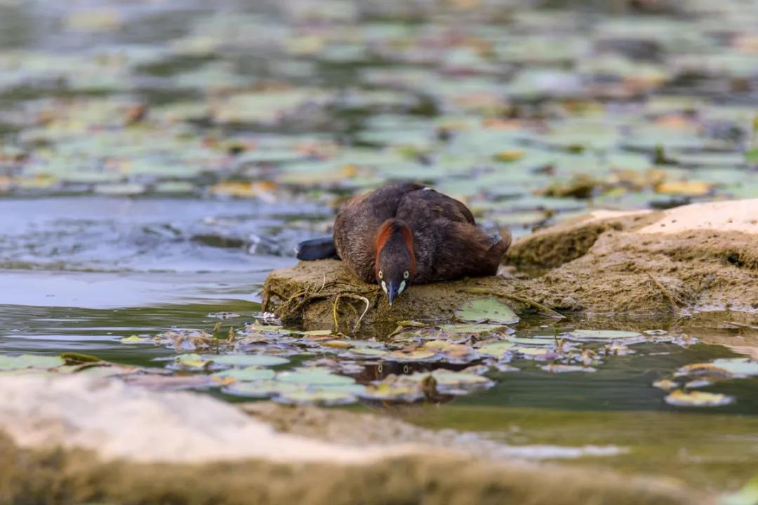 腾龙150-600g2镜头说明书没有中文,腾龙150-600g2镜头