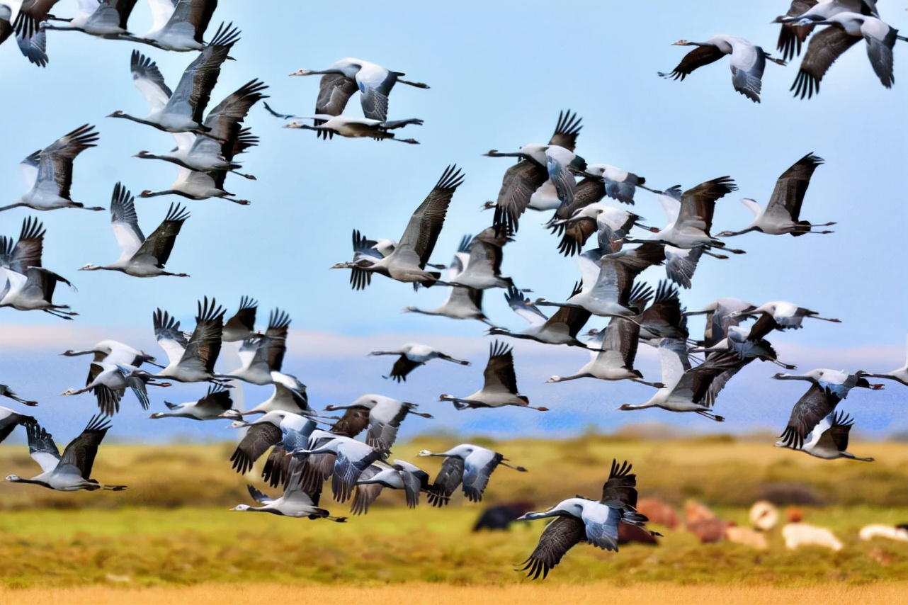 大连蛇岛20000条毒蛇吃什么,中国大连蛇岛蛇是怎么形成的