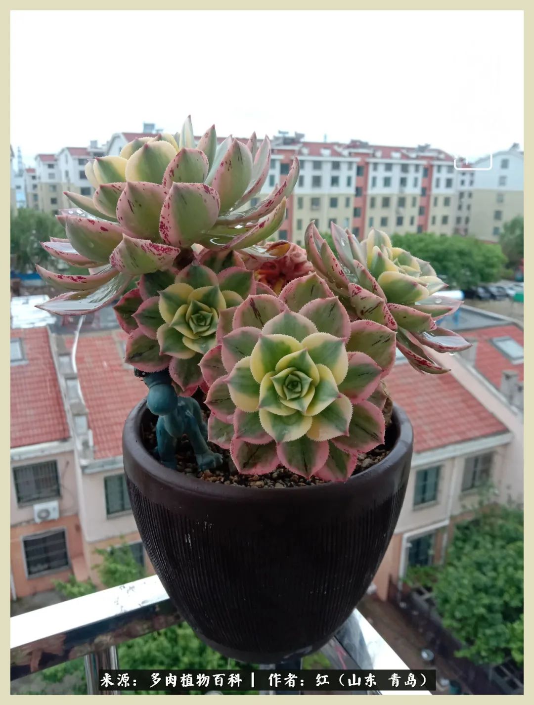 度夏多肉秋天发根,度夏坚强活下来的肉肉们