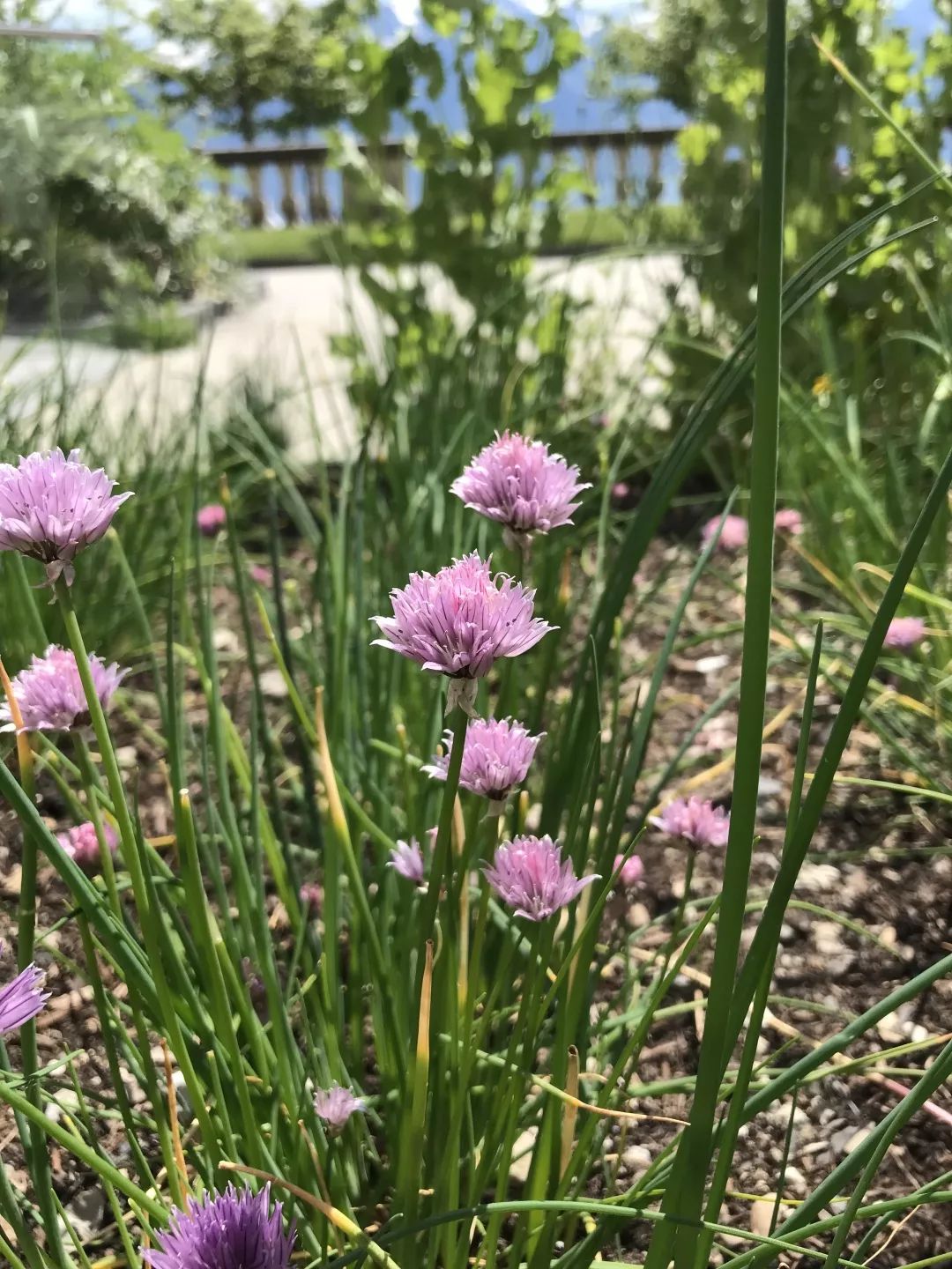 养花过程中如何防止虫害,养花预防虫害最简单的方法