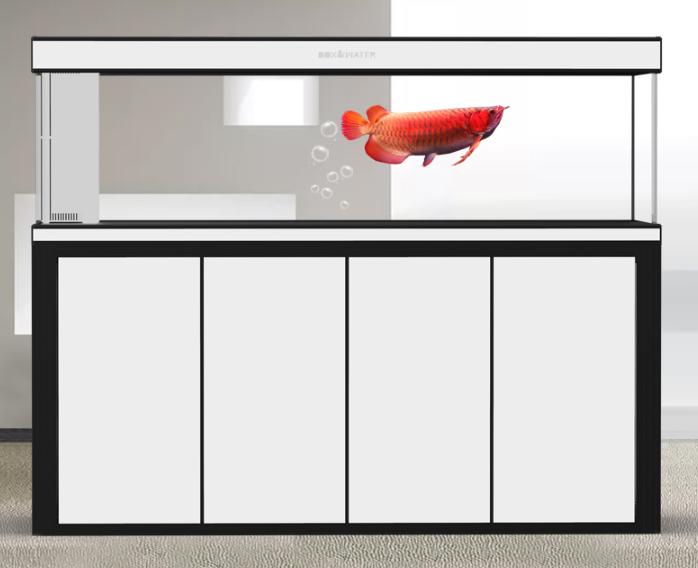 养龙鱼常见的病,养龙鱼需要防治什么