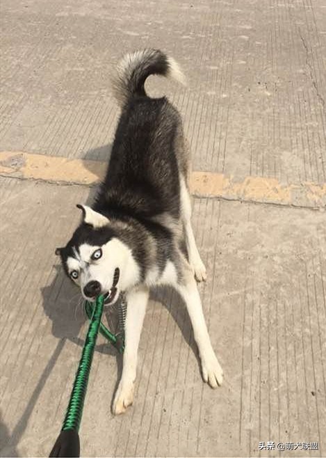 遛完狗，狗狗不愿回家怎么办？