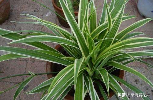 如何让绿萝1星期内死亡,家里芦荟根死怎么救活