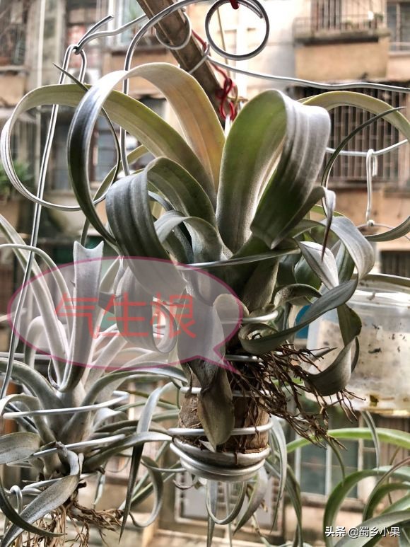 想要果树长好施肥技巧要记好,要想果树产量高夏季修剪是关键