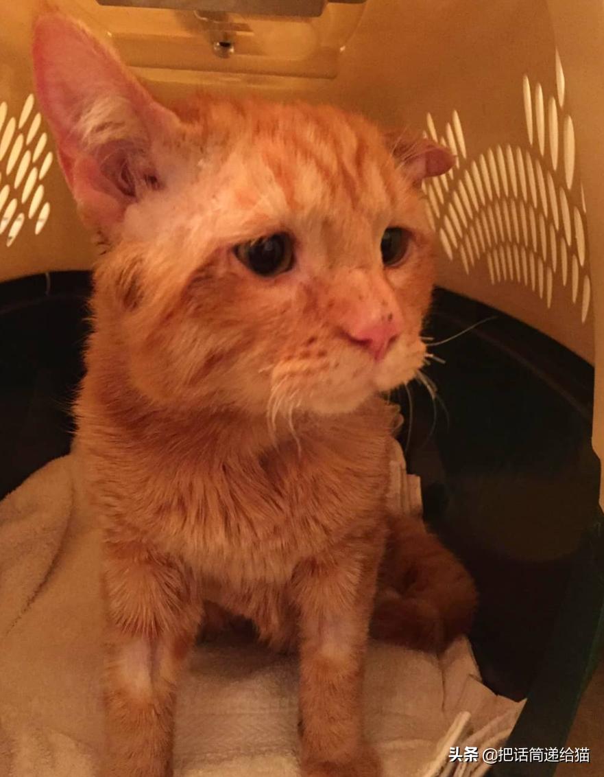 被弃养的猫还要打疫苗吗,弃养了一只猫