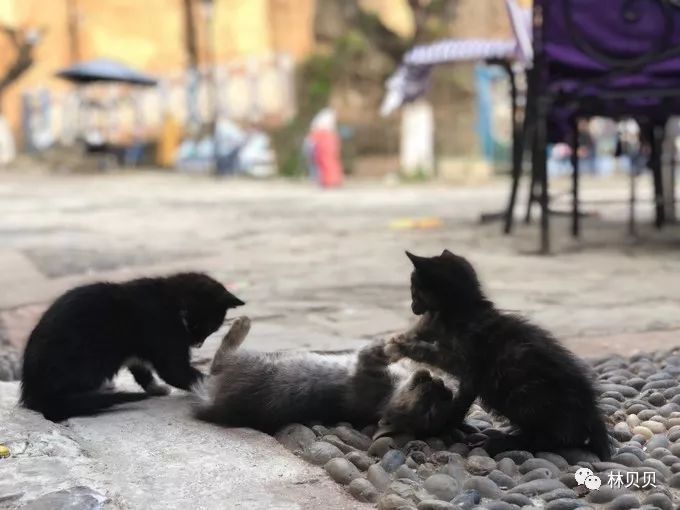 摩洛哥10天,摩洛哥12天瘦5斤减肥成功案例