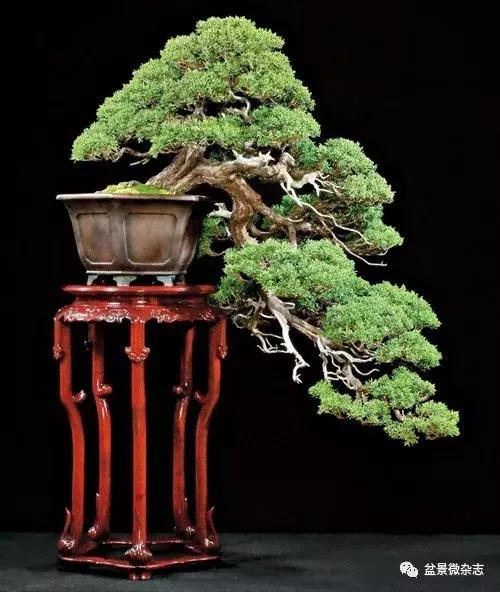 回旋飘枝盆景,飘枝临水盆景
