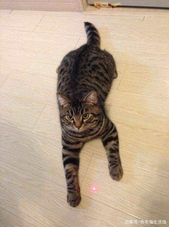 世界45种名犬图片大型犬,世界100种猫图片