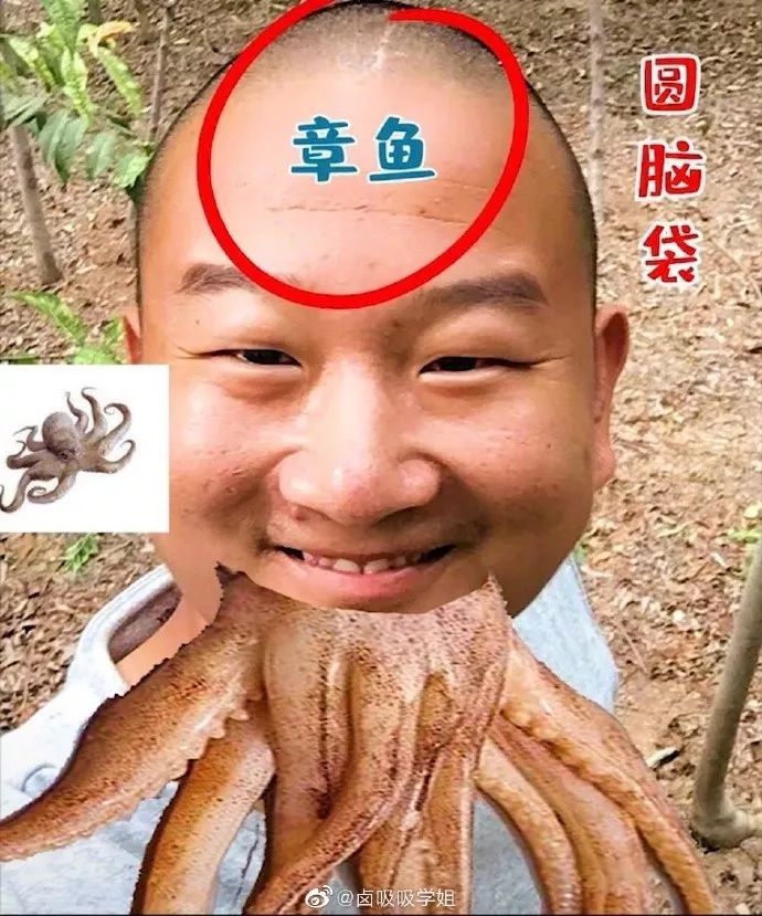 鱿鱼墨鱼乌贼八爪鱼章鱼的区别,墨鱼与鱿鱼章鱼八爪鱼有什么区别