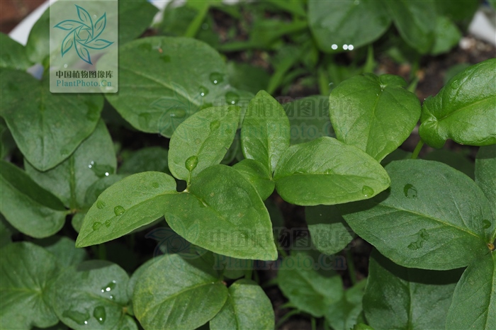 花开半夏许半夏晕倒,花开半夏中半夏结局