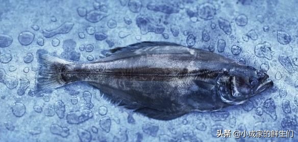 渔民常见捕获海鲜以及价格,野捕海鲜