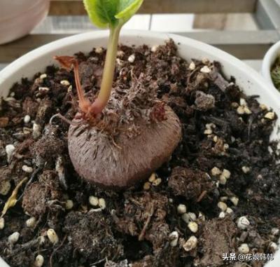 仙客来花杆越开越矮怎么回事,仙客来一直长叶子不长花苞