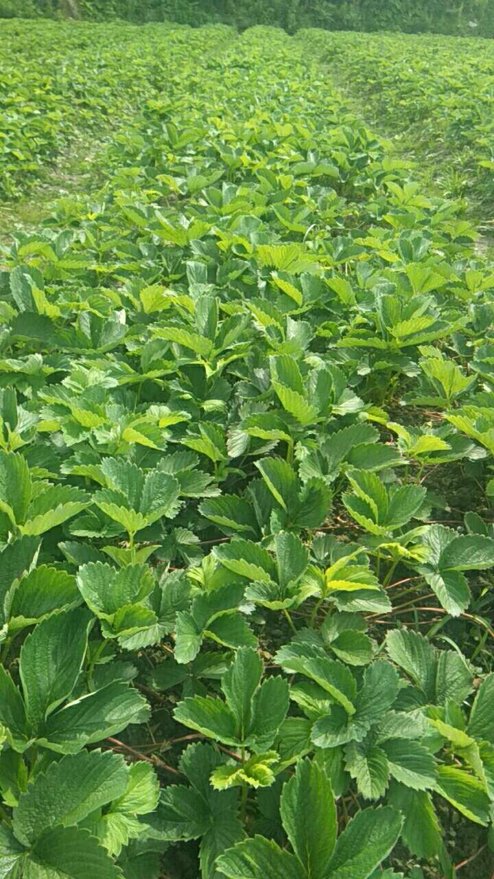 种植技术可以教你在家种草莓吗,头条种植技术分享