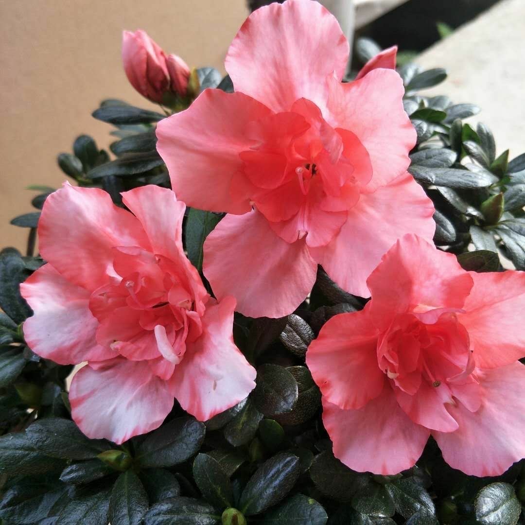 养好杜鹃花用什么土最好,养好杜鹃花的视频