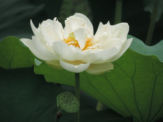 今天分享几十种荷花品种图鉴,荷花品种大全及名称图片