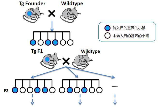 小鼠形态学研究方法,小鼠遗传学